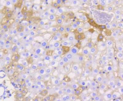 Immunohistochemistry-Paraffin: JAM-A Antibody (SC60-07) [NBP2-67636] - Analysis of paraffin-embedded mouse liver tissue using anti-JAM-1 antibody. Counter stained with hematoxylin.