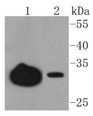Western Blot: JAM-A Antibody (SC60-07) [NBP2-67636] - Analysis of JAM-1 on different lysates using anti-JAM-1 antibody at 1/1,000 dilution. Positive control: Lane 1: Hela Lane 2: Human liver