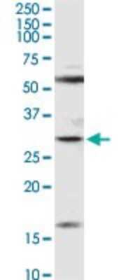 Western Blot: JAM-A Antibody [H00050848-D01P] - Analysis of F11R expression in IMR-32.
