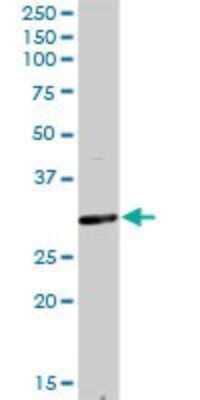 Western Blot: JAM-A Antibody [H00050848-D01P] - Analysis of F11R expression in human pancreas.