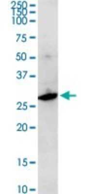 Western Blot: JAM-A Antibody [H00050848-D01P] - Analysis of F11R expression in mouse brain.
