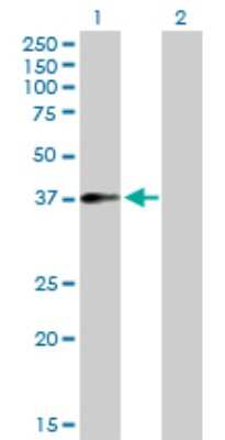 Western Blot: JAM-A Antibody [H00050848-D01P] - Analysis of F11R expression in transfected 293T cell line by F11R polyclonal antibody.Lane 1: F11R transfected lysate(32.60 KDa).Lane 2: Non-transfected lysate.