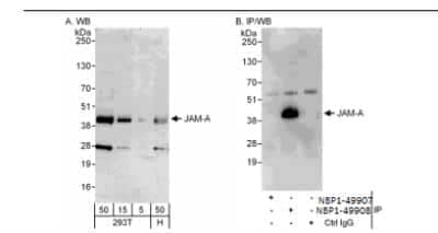 Western Blot: JAM-A Antibody [NBP1-49908] - Samples:  Whole cell lysate from 293T (5, 15 and 50 ug for WB; 1 mg for IP, 20% of IP loaded) and HeLa (H; 50 ug) cells.  Antibodies: Affinity purified rabbit anti-JAM-A antibody NBP1-49908 used for WB at 0.04 ug/ml (A) and 1 ug/ml (B) and used for IP at 3 ug/mg lysate.  JAM-A was not successfully immunoprecipitated by rabbit anti-JAM-A antibody NBP1-49907, which recognizes an upstream epitope.  Detection: Chemiluminescence with exposure times of 3 minutes (A and B).