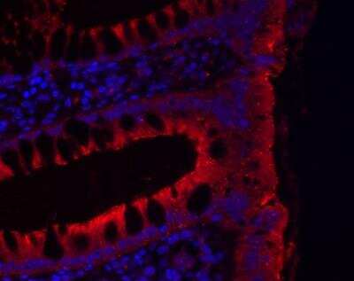 Immunohistochemistry-Paraffin: JAM-B/VE-JAM Antibody [NBP1-32655] - Paraffin-embedded human colon, using antibody at 1:200 dilution.