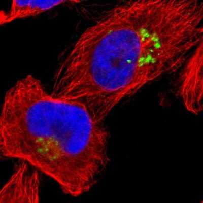 Immunocytochemistry/Immunofluorescence: JAM-C Antibody [NBP1-92032] - Staining of human cell line U-251 MG shows localization to the Golgi apparatus. Antibody staining is shown in green.