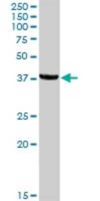 Western Blot: JAM-C Antibody [H00083700-D01P] - Analysis of JAM3 expression in human liver.