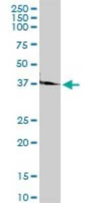 Western Blot: JAM-C Antibody [H00083700-D01P] - Analysis of JAM3 expression in mouse kidney.