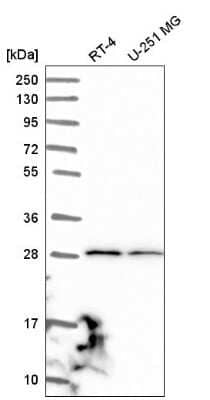 Western Blot: JAM-C Antibody [NBP2-58727] - Western blot analysis in human cell line RT-4 and human cell line U-251 MG.