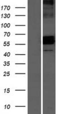 Western Blot: AMICA/JAML Overexpression Lysate [NBP2-10922] - Left-Empty vector transfected control cell lysate (HEK293 cell lysate); Right -Over-expression Lysate for JAML.