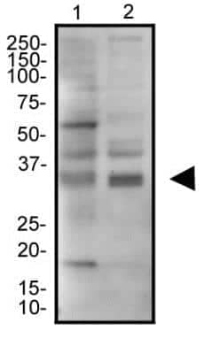 Western Blot: JAMP Antibody [NBP2-36446] - Western blot analysis of JAMP in HEK293 and A431 cell lysates.