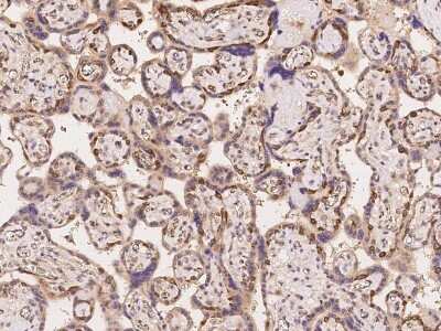 Immunohistochemistry: JCAD Antibody [NBP2-98089] - Immunochemical staining of human JCAD in human placenta with rabbit polyclonal antibody at 1:100 dilution, formalin-fixed paraffin embedded sections.