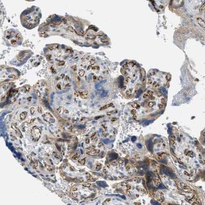Immunohistochemistry-Paraffin: JCAD Antibody [NBP1-90941] - Staining of human placenta shows strong membranous positivity in endothelial cells.