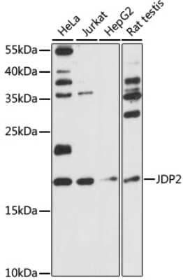 Western Blot JDP2 Antibody - Azide and BSA Free