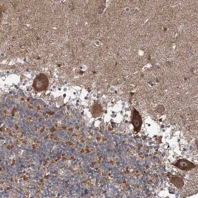 Immunohistochemistry-Paraffin: JIP2 Antibody [NBP1-89638] - Staining of human Cerebellum shows strong cytoplasmic positivity in Purkinje cells.