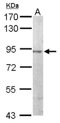 Western Blot: JIP2 Antibody [NBP1-33035] - Sample (50 ug of whole cell lysate) A: Mouse brain 7. 5% SDS PAGE; antibody diluted at 1:1000.