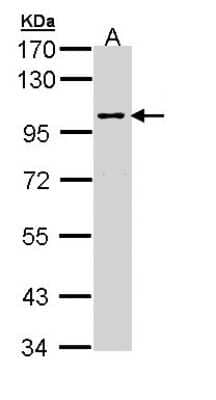 Western Blot: JIP2 Antibody [NBP1-33035] - Sample (30 ug of whole cell lysate) A: Molt-4 7. 5% SDS PAGE; antibody diluted at 1:1000.