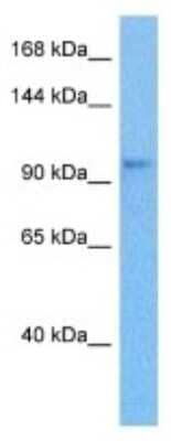 Western Blot: JIP2 Antibody [NBP3-10000] - Western blot analysis of JIP2 in Human HepG2 Whole Cell. Antibody dilution at 1.0ug/ml