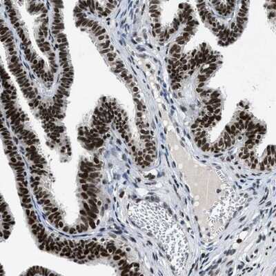 Immunohistochemistry-Paraffin: JMJD1B Antibody [NBP1-88256] - Staining of human fallopian tube shows nuclear positivity in glandular cells.