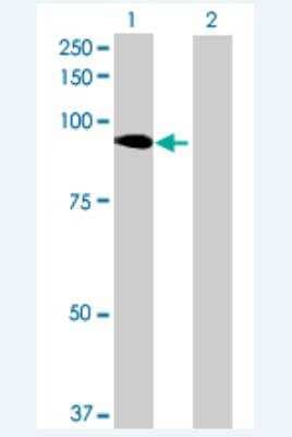 Western Blot: JMJD1B Antibody [H00051780-B01P-50ug] - Analysis of JMJD1B expression in transfected 293T cell line (H00051780-T01) by JMJD1B MaxPab polyclonal antibody.  Lane 1: JMJD1B transfected lysate(83.49 KDa). Lane 2: Non-transfected lysate.