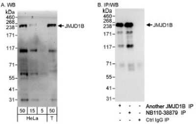 Western Blot: JMJD1B Antibody [NB110-38879] - Whole cell lysate from HeLa (5, 15 and 50 mcg for WB; 1 mg for IP, 20% of IP loaded) and 293T (T; 50 mcg) cells. NB110-38879 used for WB at 0.04 mcg/ml (A) and 1 mcg/ml (B) and used for IP at 3 mcg/mg lysate (B).