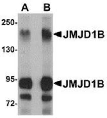 Western Blot JMJD1B Antibody - BSA Free