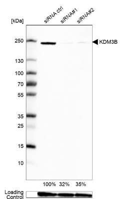 Western Blot JMJD1B Antibody - BSA Free