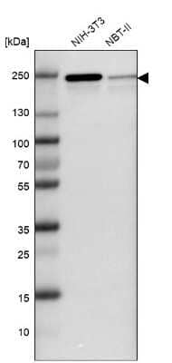 Western Blot JMJD1B Antibody - BSA Free