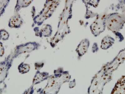 Immunohistochemistry-Paraffin: JMJD1C Antibody (5F12) [H00221037-M03] - Analysis of monoclonal antibody to JMJD1C on formalin-fixed paraffin-embedded human placenta. Antibody concentration 3 ug/ml