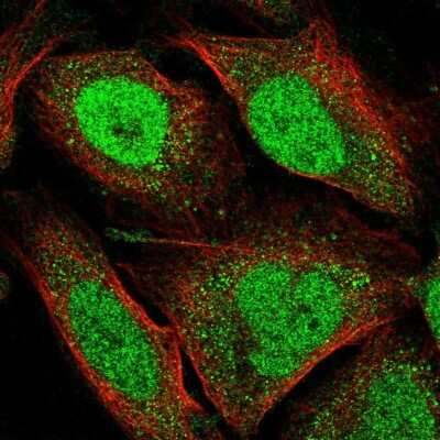 Immunocytochemistry/Immunofluorescence: JMJD1C Antibody [NBP2-33777] - Staining of human cell line U-2 OS shows localization to nucleus & cytosol. Antibody staining is shown in green.