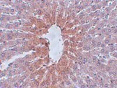Immunohistochemistry-Paraffin JMJD1C Antibody - BSA Free