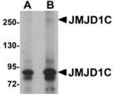 Western Blot JMJD1C Antibody - BSA Free