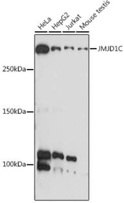 Western Blot: JMJD1C Antibody [NBP3-15959] - Western blot analysis of extracts of various cell lines, using JMJD1C antibody (NBP3-15959) at 1:1000 dilution. Secondary antibody: HRP Goat Anti-Rabbit IgG (H+L) at 1:10000 dilution. Lysates/proteins: 25ug per lane. Blocking buffer: 3% nonfat dry milk in TBST. Detection: ECL Basic Kit. Exposure time: 10s.