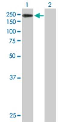 Western Blot: JMJD2B Antibody [H00023030-B01P] - Analysis of KDM4B expression in transfected 293T cell line by KDM4B polyclonal antibody.  Lane 1: KDM4B transfected lysate(120.56 KDa). Lane 2: Non-transfected lysate.