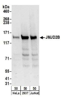 Western Blot: JMJD2B Antibody [NB100-74605] - Detection of Human JMJD2B by Western Blot. Samples: Whole cell lysate (50 ug) from HeLa, 293T, and Jurkat cells. Antibodies: Affinity purified rabbit anti-JMJD2B antibody NB100-74605 used for WB at 0.1 ug/ml. Detection: Chemiluminescence with an exposure time of 30 seconds.