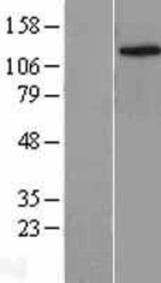 Western Blot Lysine (K)-specific Demethylase 4C/KDM4C/JMJD2C Overexpression Lysate