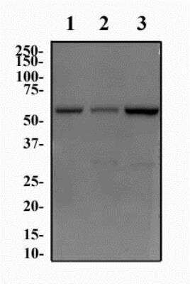 Western Blot JMJD2D Antibody - BSA Free