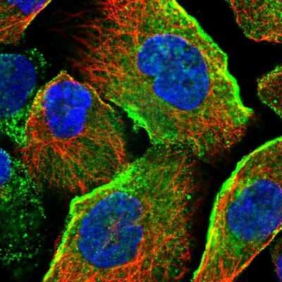 Immunocytochemistry/ Immunofluorescence JMJD4 Antibody - BSA Free
