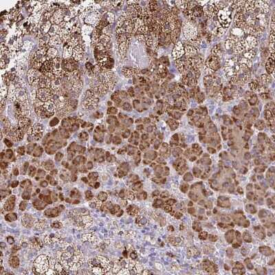 Immunohistochemistry: JMJD4 Antibody [NBP2-38680] - Staining of human adrenal gland shows granular cytoplasmic positivity in glandular cells.