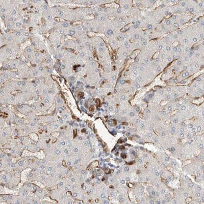 Immunohistochemistry-Paraffin JMJD4 Antibody - BSA Free