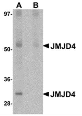 Western Blot JMJD4 Antibody - BSA Free