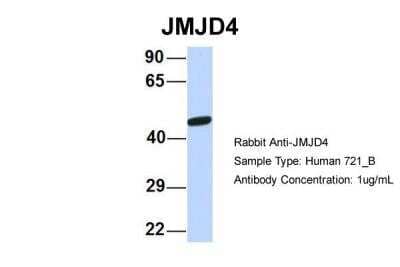 Western Blot: JMJD4 Antibody [NBP2-87647] - Host: Rabbit. Target Name: JMJD4. Sample Type: Human 721_B. Antibody Dilution: 1.0ug/mlJMJD4 is supported by BioGPS gene expression data to be expressed in 721_B