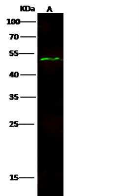 Western Blot: JMJD6/PSR Antibody [NBP2-98745] - Lane A: NIH3T3 Whole Cell LysateLysates/proteins at 30 ug per lane.SecondaryGoat Anti-Rabbit IgG H&L (Dylight800) at 1/10000 dilution.Developed using the Odyssey technique. Performed under reducing conditions.Predicted band size:46 kDaObserved band size:50 kDa