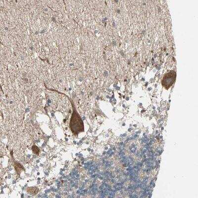 Immunohistochemistry-Paraffin: JMJD7 Antibody [NBP1-91110] - Staining of human cerebellum shows strong cytoplasmic positivity in purkinje cells.