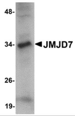 Western Blot JMJD7 Antibody - BSA Free