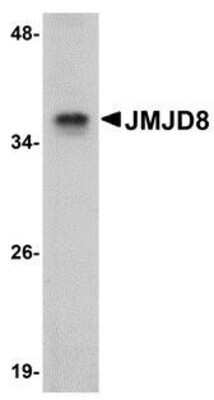 Western Blot: JMJD8 Antibody [NBP1-77076] - Rat kidney tissue lysate with JMJD8 antibody at 1 ug/ml.