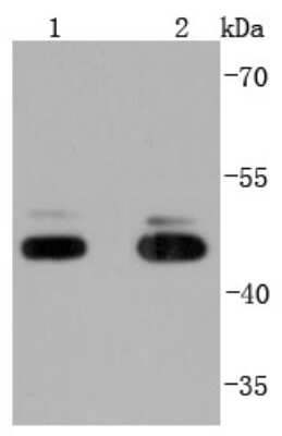 Western Blot: JNK1 Antibody (JJ08-86) [NBP2-67872] - Analysis of JNK1+JNK3 on different lysates using anti-JNK1+JNK3 antibody at 1/1,000 dilution. Positive control: Lane 1: NIH/3T3 Lane 2: PC-12