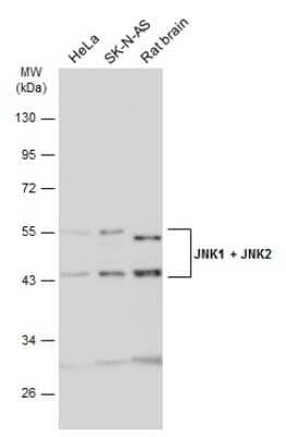 Western Blot JNK1/JNK2 Antibody