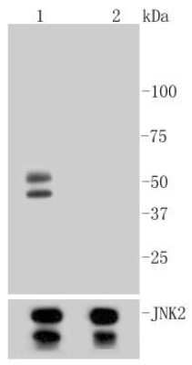 Western Blot: JNK1 [p Thr183, p Thr221] Antibody (ST500) [NBP2-67514] - Analysis of Phospho-JNK1/2/3(T183+T183+T221) on different lysates using anti-Phospho-JNK1/2/3(T183+T183+T221) antibody at 1/1,000 dilution. Positive control: Lane 1: NIH/3T3 cell lysate, treated with Anisomycin Lane 2: NIH/3T3 cell lysate, untreated