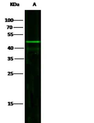 Western Blot: JNK2 Antibody (011) [NBP2-89621] - Lane A: Jurkat Whole Cell Lysate Lysates/proteins at 30 ug per lane.Secondary Goat Anti-Rabbit IgG H&L (Dylight800) at 1/10000 dilution.Developed using the Odyssey technique. Performed under reducing conditions.Predicted band size:48 kDa Observed band size:54 kDa (We are unsure as to the identity of these extra bands.)