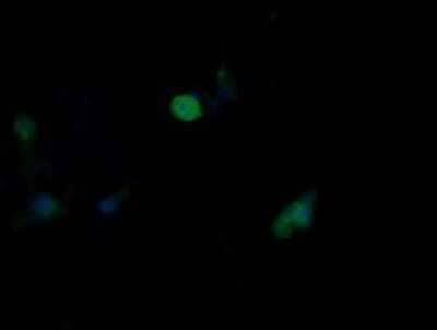 Immunocytochemistry/Immunofluorescence: JNK2 Antibody (OTI1A1) - Azide and BSA Free [NBP2-71259] - Analysis of COS7 cells transiently transfected by pCMV6-ENTRY JNK2.